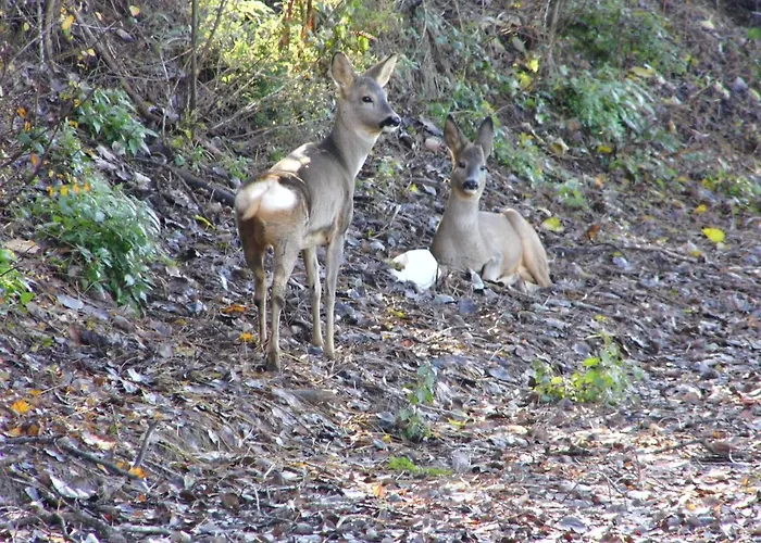 Molinetto 3* Piacenza