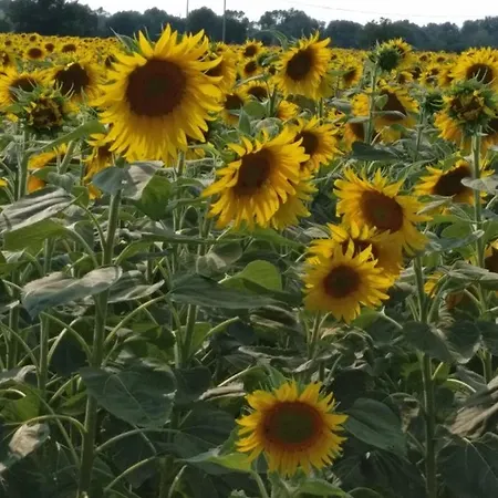 Molinetto 피아첸차