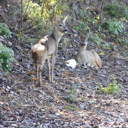 Molinetto 3* Piacenza